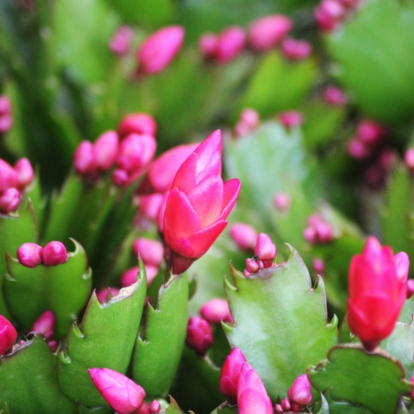Holiday Cactus