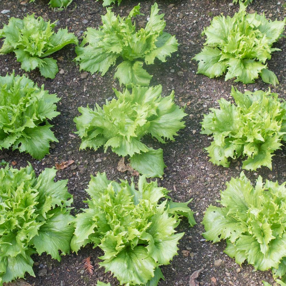 Ice Queen (Reine des Glaces) Crisphead Lettuce Seeds