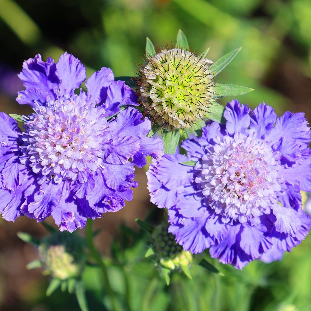 Isaac House Blend Scabiosa Pincushion Flower Seeds