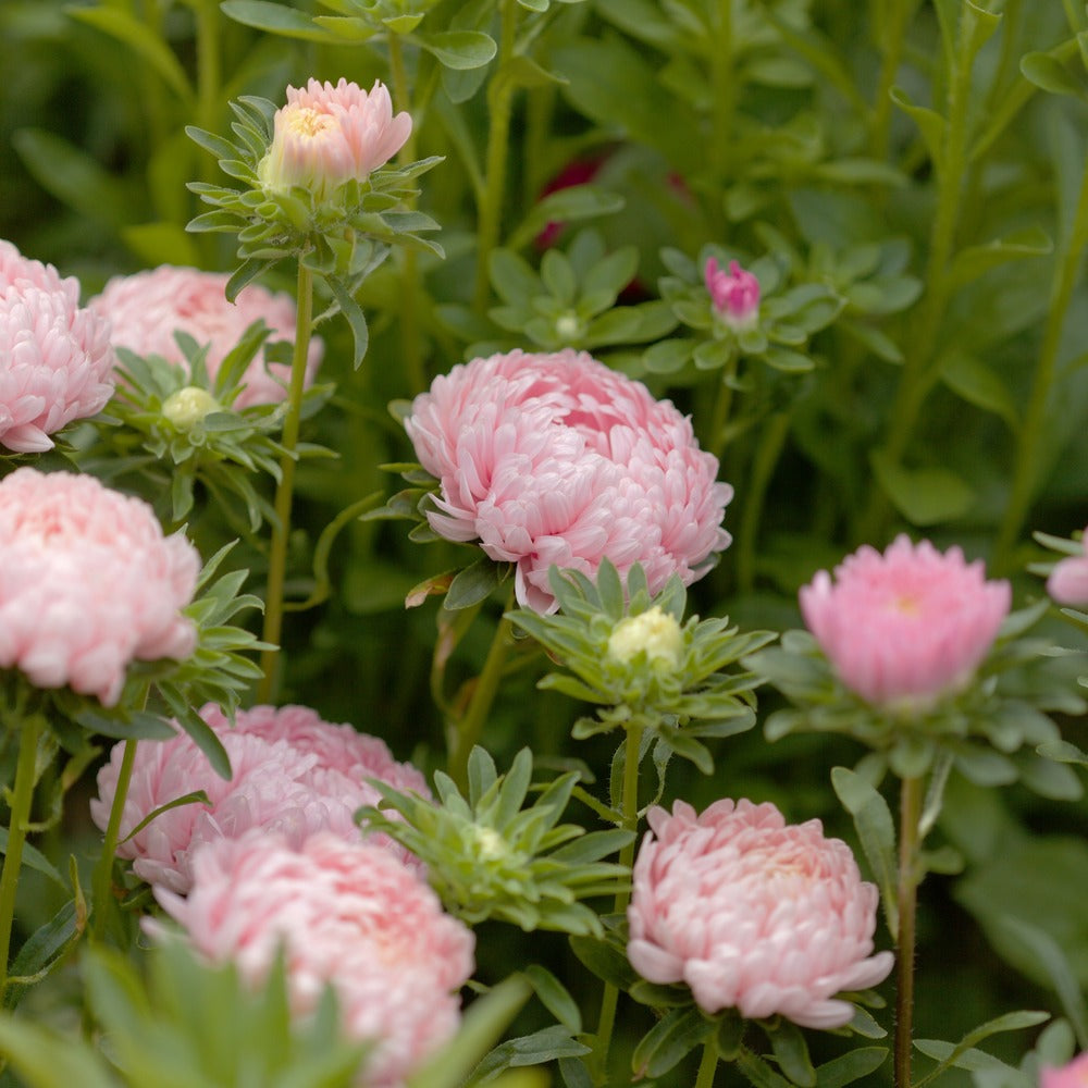 King Size Apricot Aster Seeds