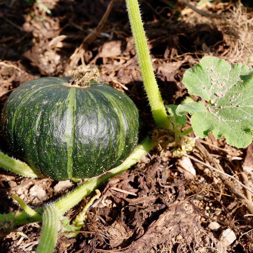 Kurinishiki Kabocha Winter Squash Seeds