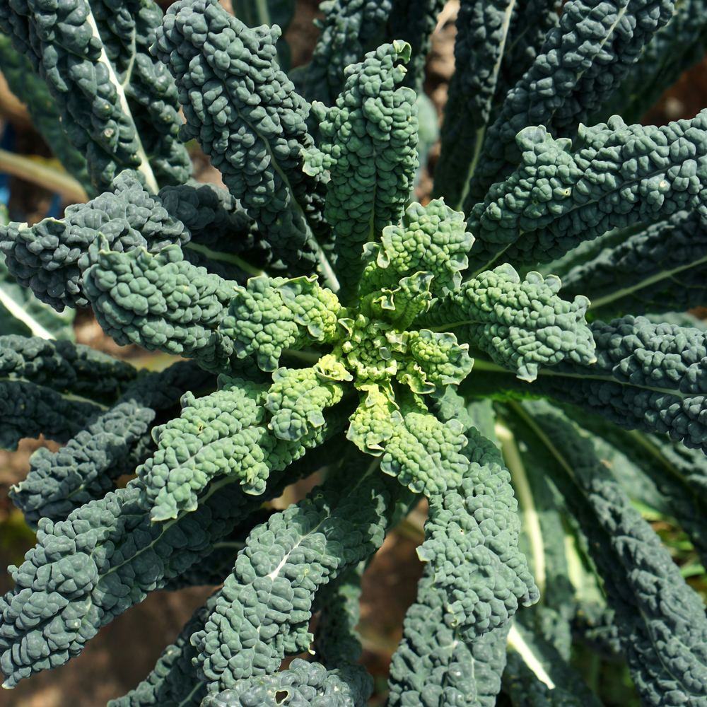 Lacinato Dinosaur Kale Seeds