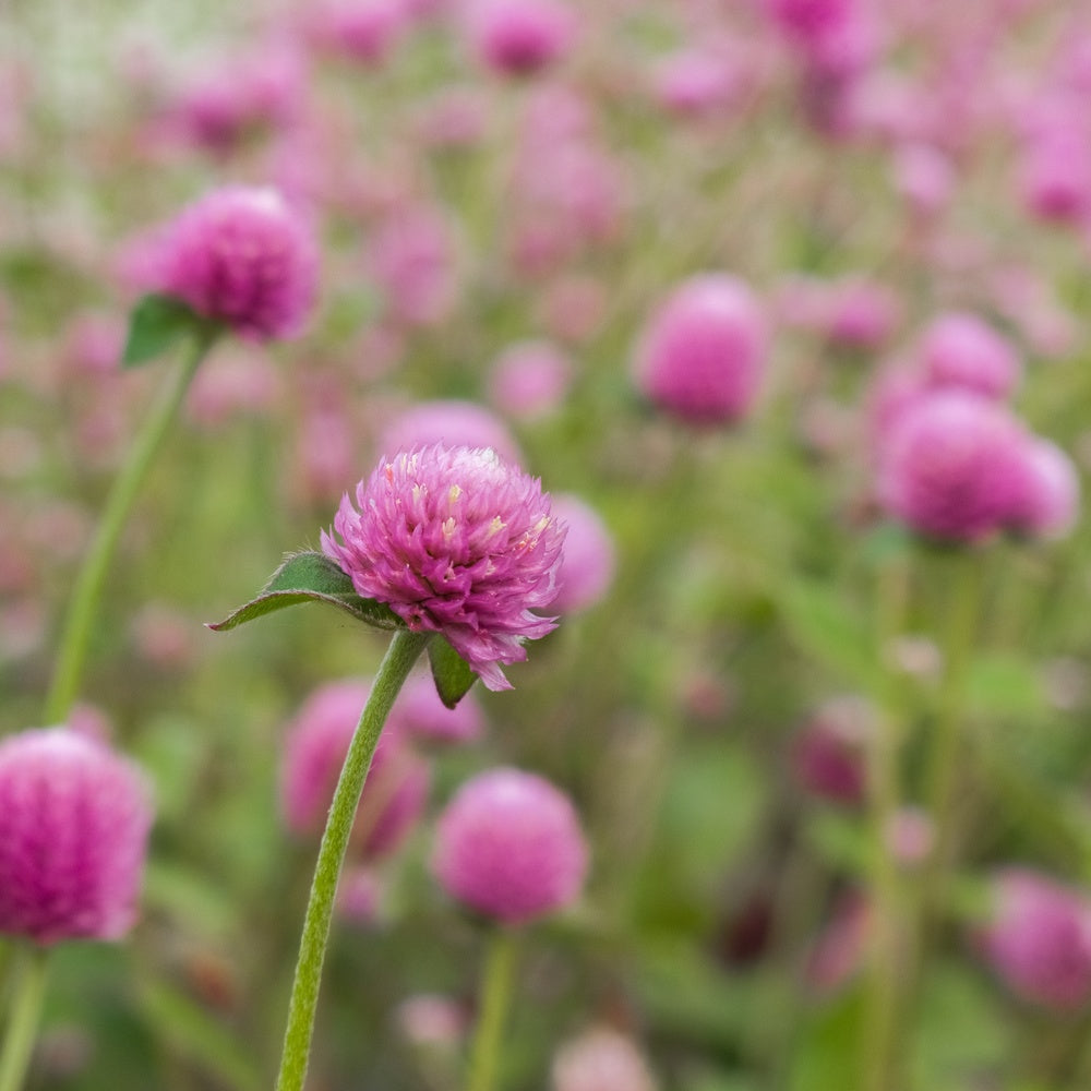 Lavender Lady Gomphrena Seeds