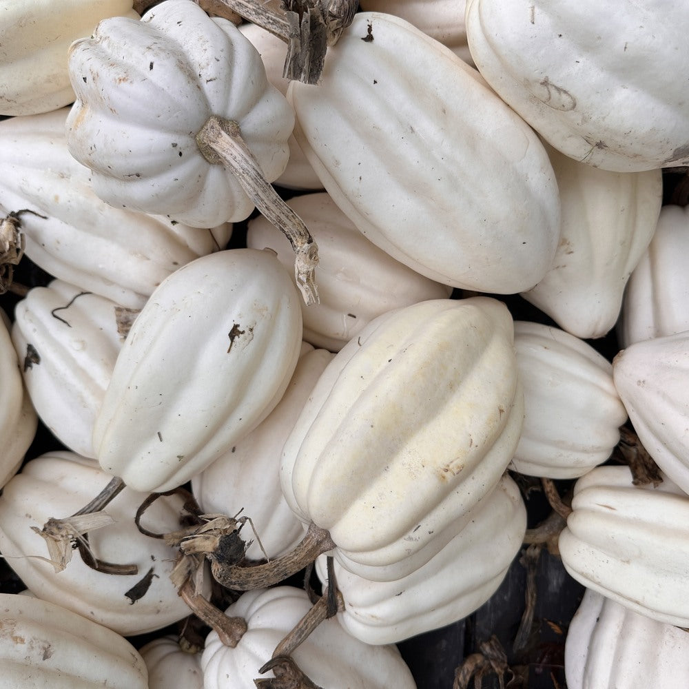 Mashed Potatoes Acorn Winter Squash Seeds