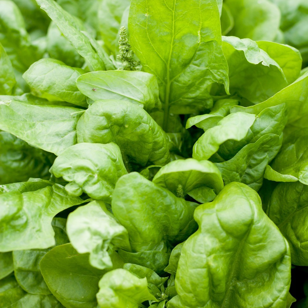 Matador Spinach Seeds