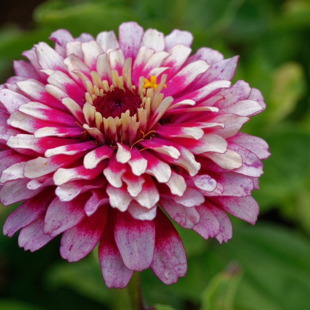 Mazurkia Zinnia Seeds