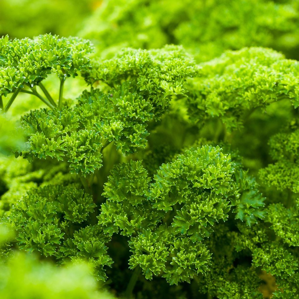 Moss Curled Parsley Seeds