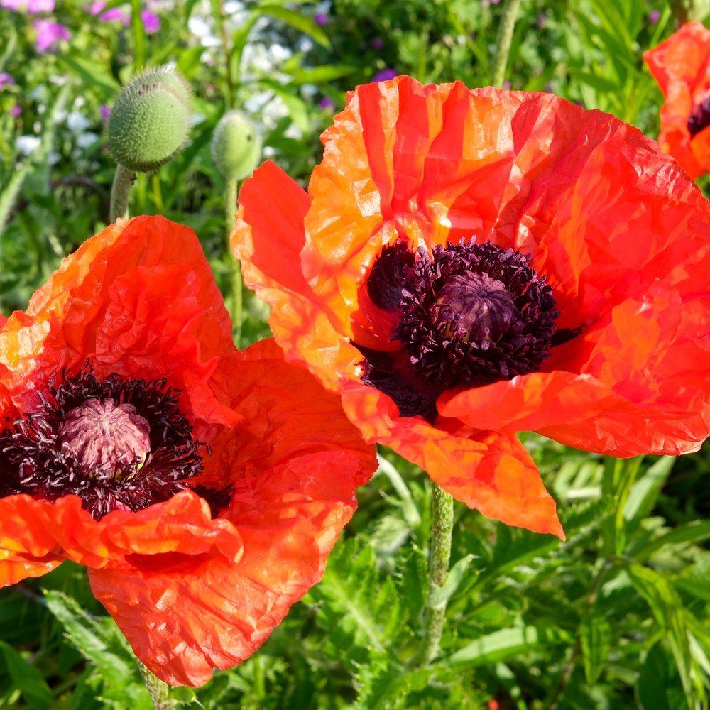 Brilliant Oriental Poppy Seeds