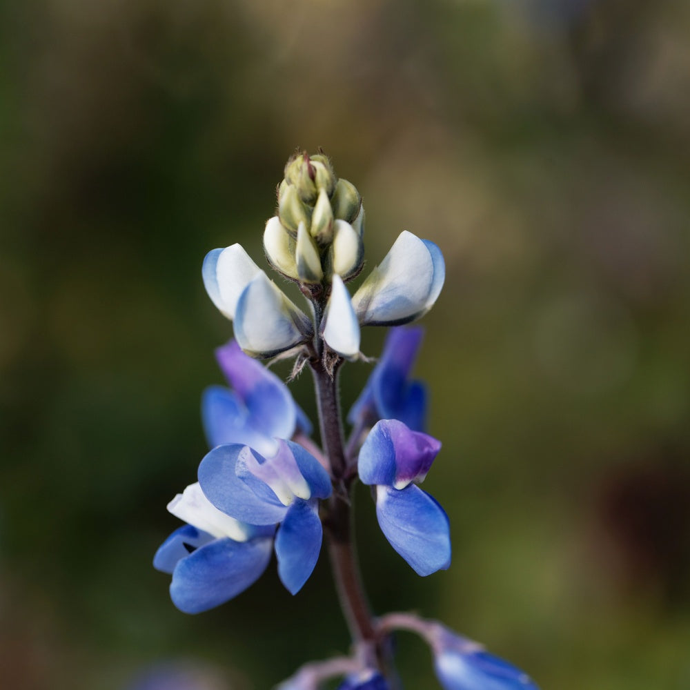Pixie Delight Lupine Seeds
