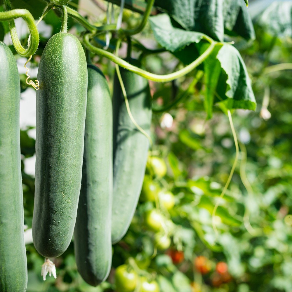 Poinsett 76 Cucumber Seeds