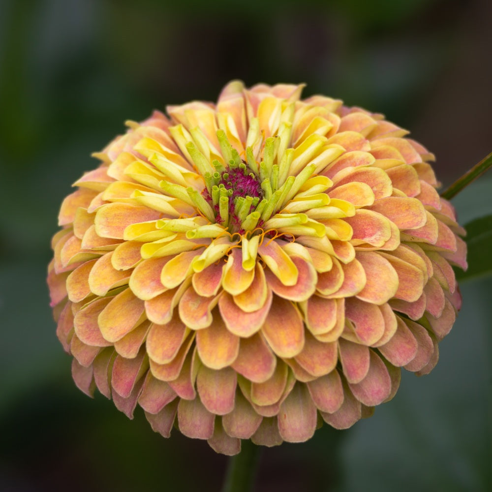 Queeny Lime Orange Zinnia Seeds