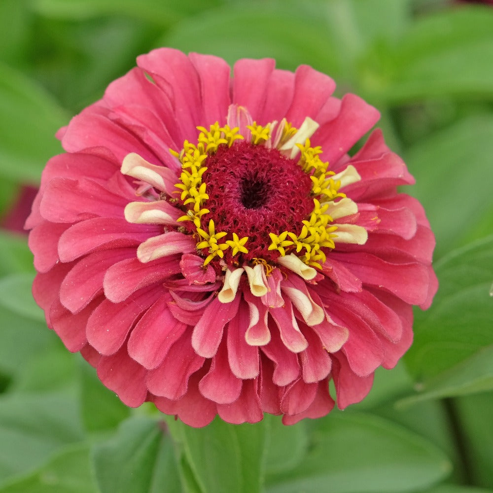 Queeny Lime Red Zinnia Seeds