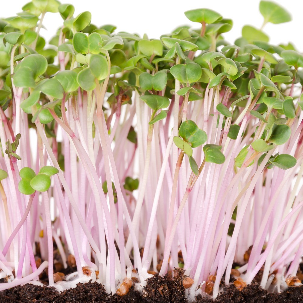 China Rose Radish Sprouts Seeds