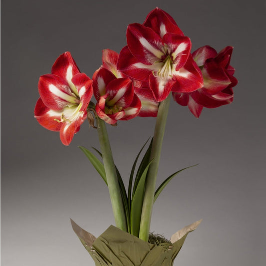 Red and White Single Amaryllis