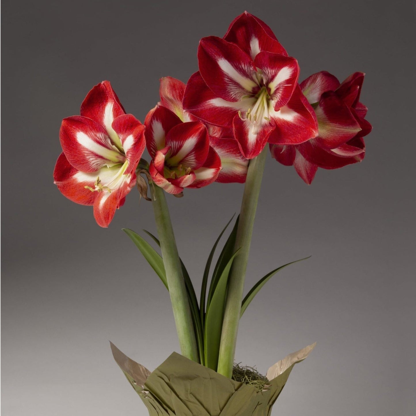 Red and White Single Amaryllis