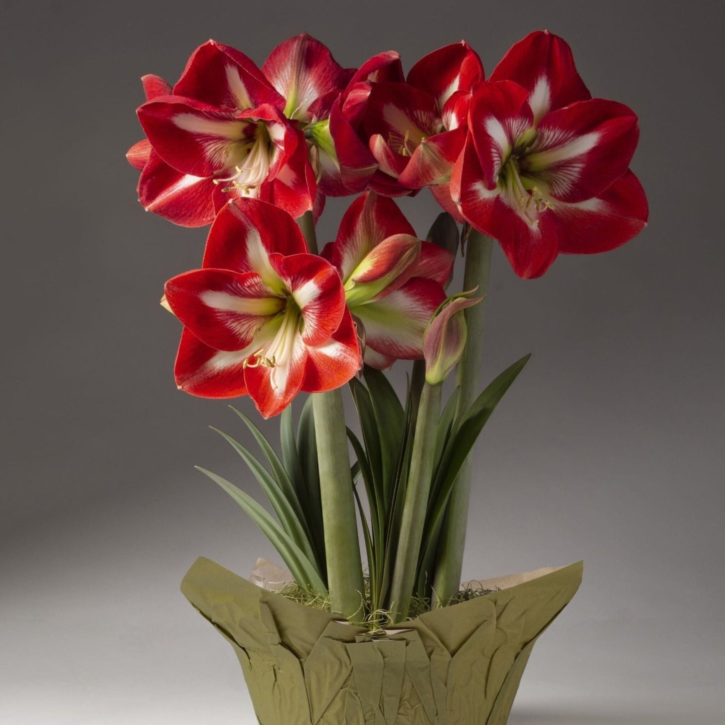 Red and White Trio Amaryllis