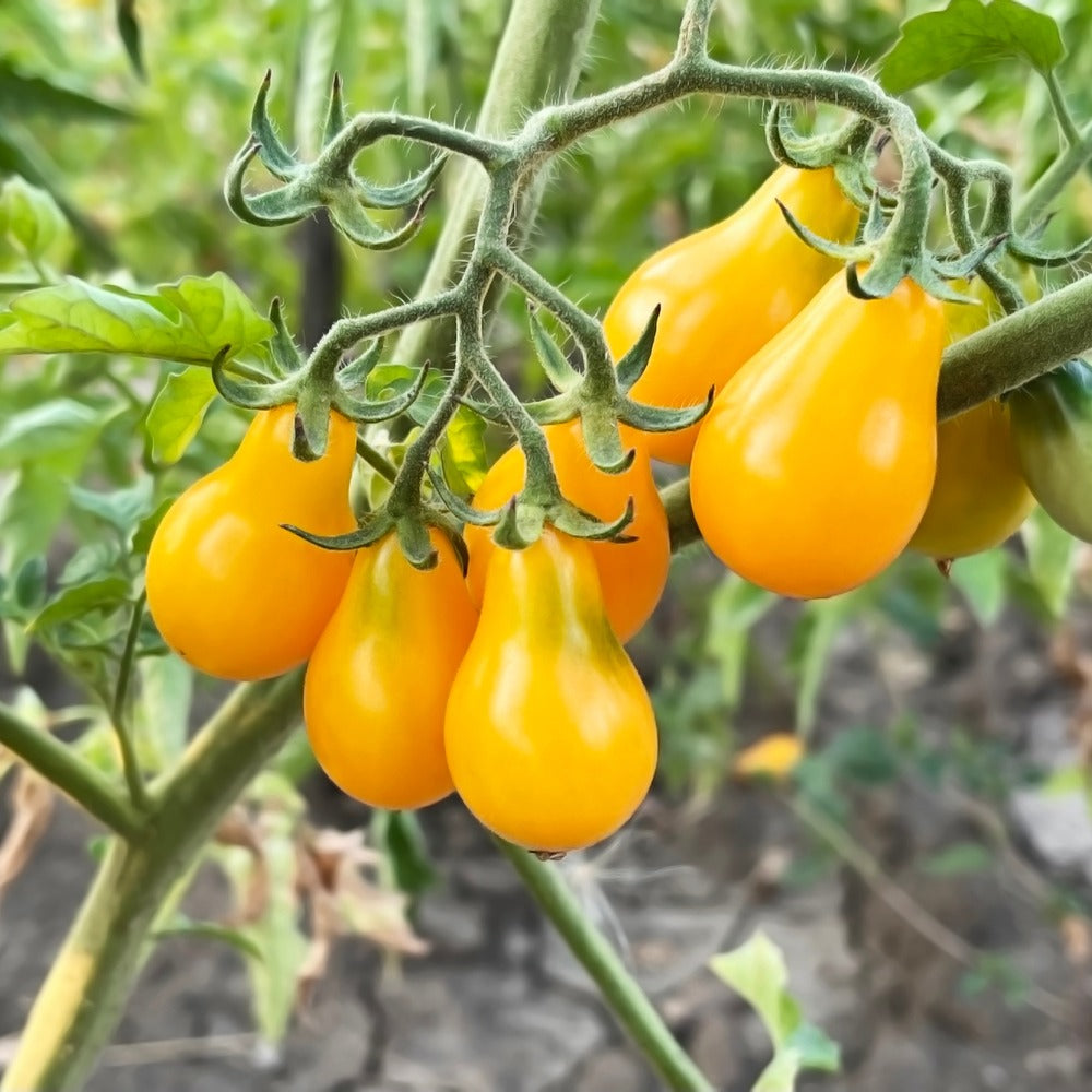 Red & Yellow Pear Blend Pole Cherry Tomato Seeds