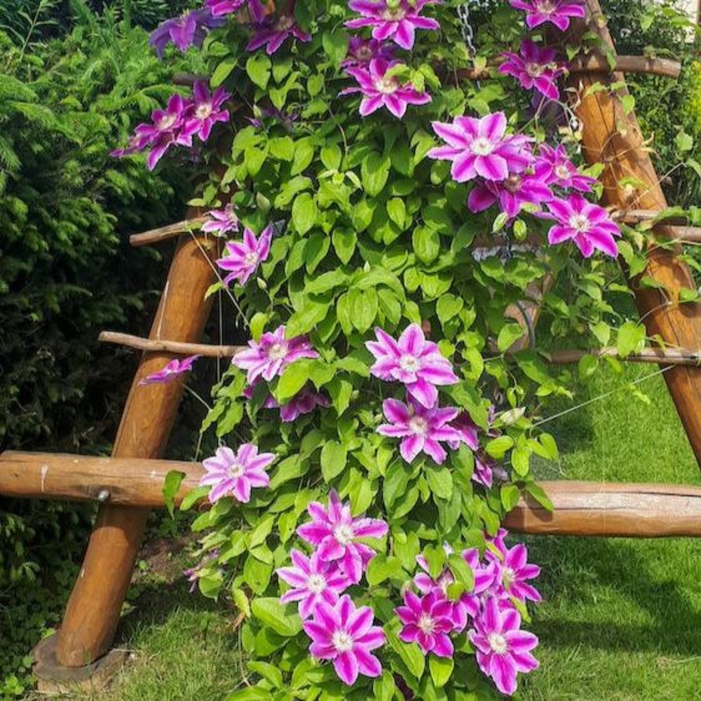 Dr. Ruppel Clematis