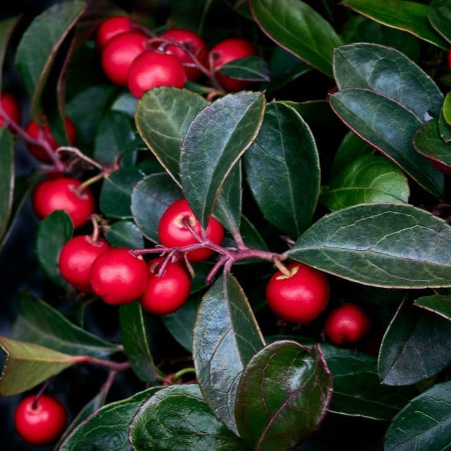 American Wintergreen