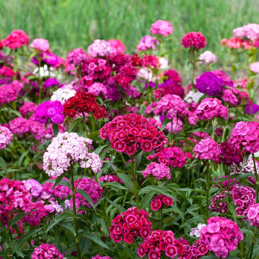 Sweet Rose Magic Sweet William Seeds