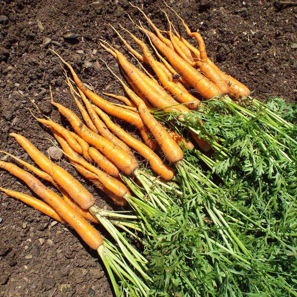 Tendersweet Carrot Seeds