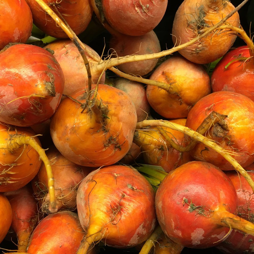 Touchstone Gold Beet Seeds