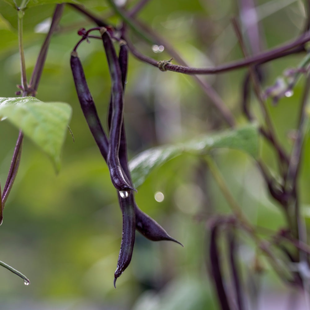 Trionfo Violetto Pole Bean Seeds