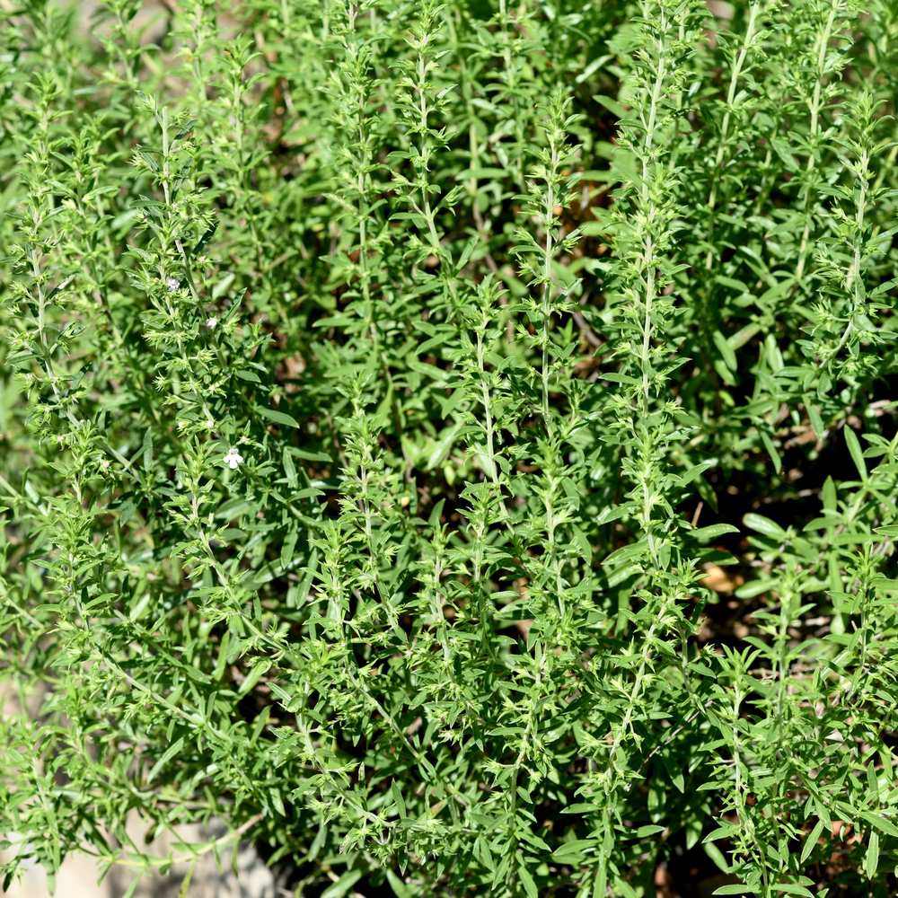 Winter Savory Seeds