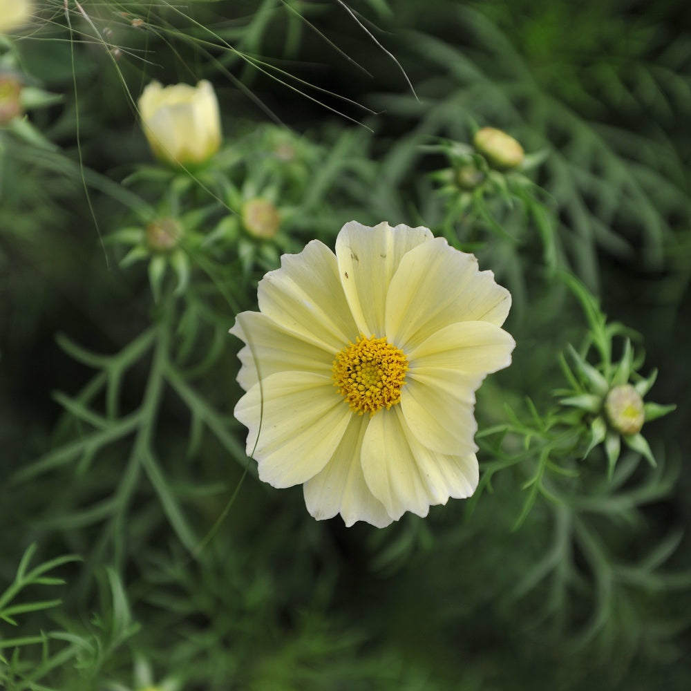 Xanthos Cosmos Seeds
