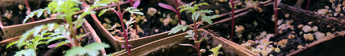 Seed Starting Indoors