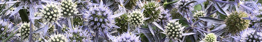 Tucking in Perennials for the Winter