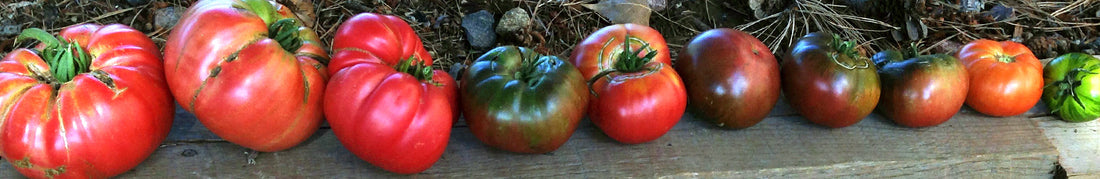 Tomatoes: Late Season Harvest and Storage Techniques