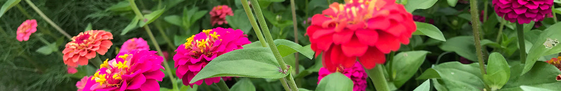 Zinnia: Sow and Grow Guide