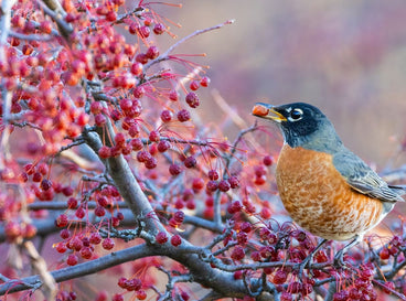 13 Garden Plants That Feed the Birds all Winter