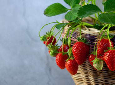 A close-up shot of a Strawberry shrub growing on a wicker pot showcasing berry plants containers