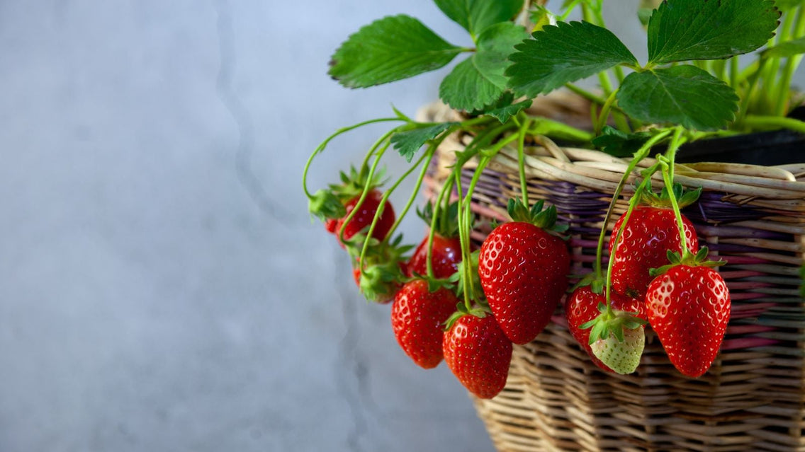 Berry Container Grow 8 Berry Plants Perfect for Growing in Containers β Botanical Interests