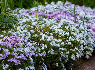 A close-up shot of a composition of creeping phlox flowers alongside a border, showcasing weed-fighting ground cover plants