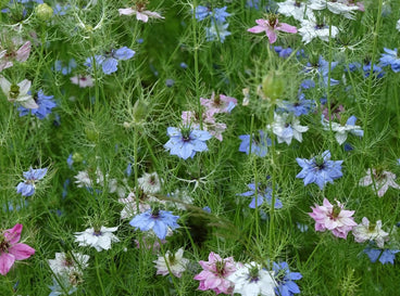 Plant These 9 Seeds to Bring the Mediterranean to Your Garden