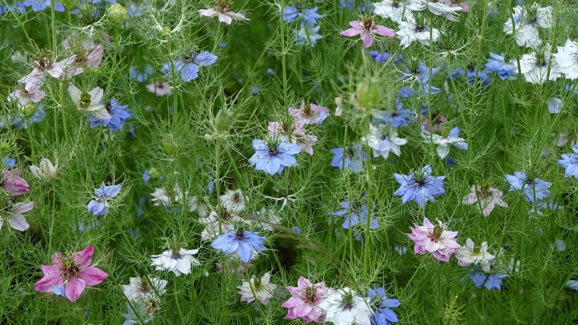 Plant These 9 Seeds to Bring the Mediterranean to Your Garden