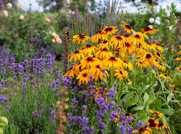 A close-up shot of a composition of flowers with vibrant colors, situated in a well lit area outdoors, showcasing non-stop blooming perennials
