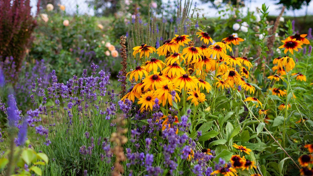 A close-up shot of a composition of flowers with vibrant colors, situated in a well lit area outdoors, showcasing non-stop blooming perennials