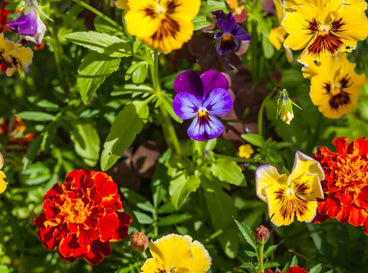A close-up shot of a composition of various developing vibrant blooms of the Pansy and Marigold, showcasing august flowers