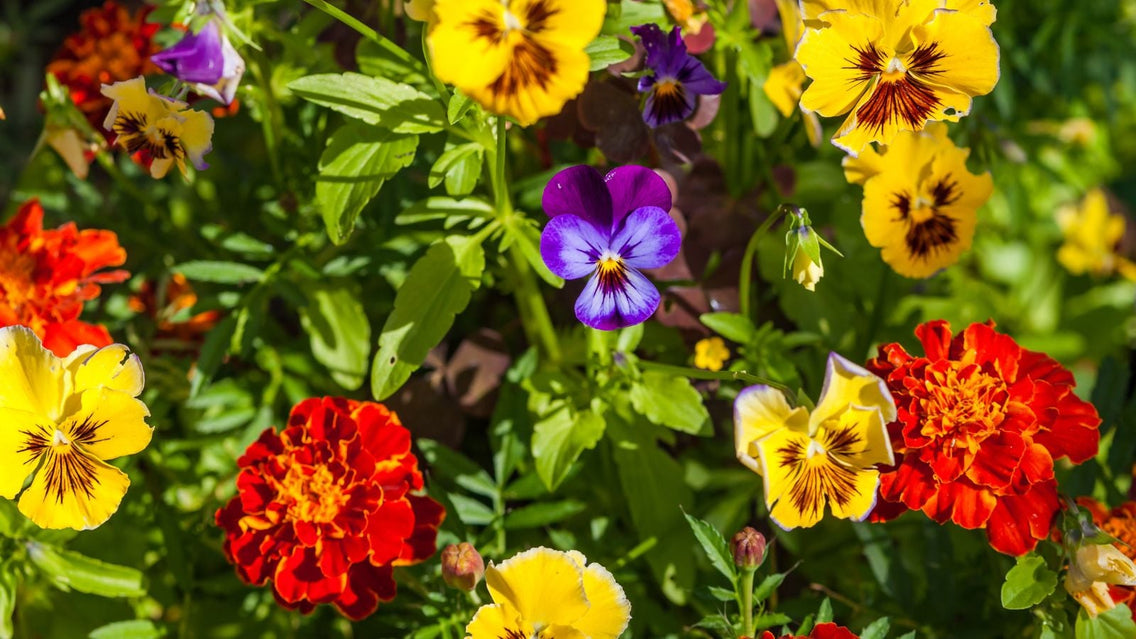A close-up shot of a composition of various developing vibrant blooms of the Pansy and Marigold, showcasing august flowers