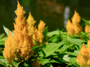 A close-up shot of a composition of vibrant yellow bloom spikes of the Celosia, showcasing june flowers