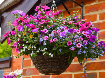 A close-up shot of a dangling wicker planter filled with vibrant flowers, showcasing heat-tolerant hanging basket plants