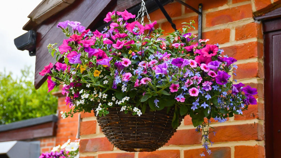 11 Heat-Tolerant Plants Perfect for Summer Hanging Baskets  Botanical  Interests