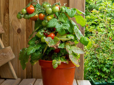 A close-up shot of a developing fruit-bearing plant, growing in a pot, showcasing tomato container mistakes