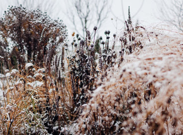 A close-up shot of a large composition of various plants and flowers covered in snow during the winter, showcasing November garden tasks
