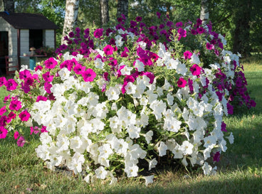 A close-up shot of a mound of large and vibrant flowers, showcasing how to grow giant petunias