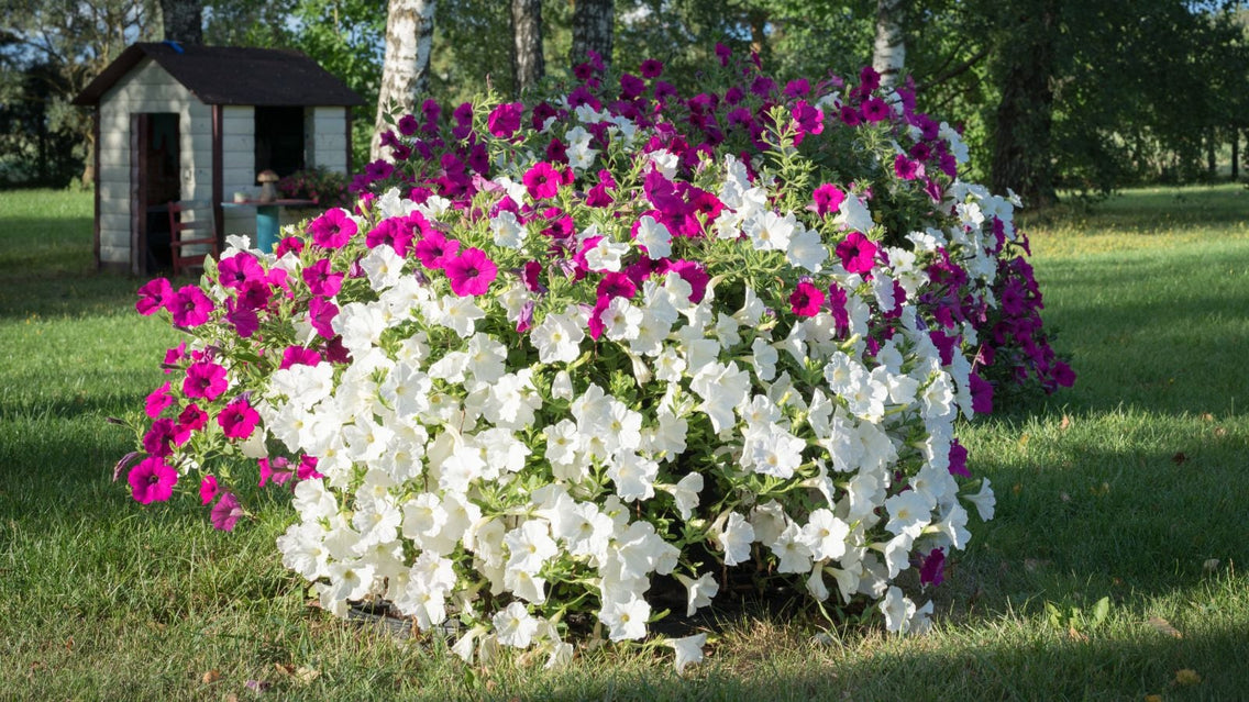 A close-up shot of a mound of large and vibrant flowers, showcasing how to grow giant petunias